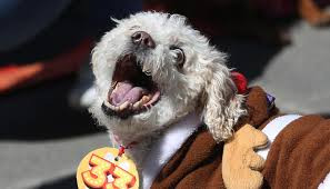 Desfile de perros con estilo: La Paz celebra el día de san roque con creativos disfraces