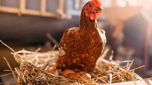 Científicos finalmente responden ¿Qué fue primero el huevo o la gallina? 