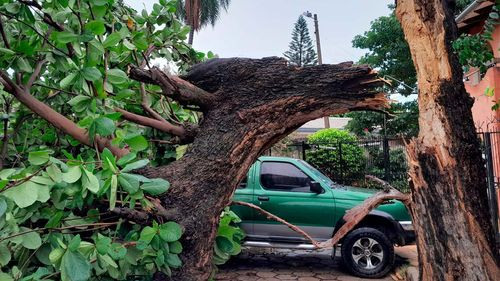 Alerta naranja por lluvias: Caída de árboles y riesgos emergentes