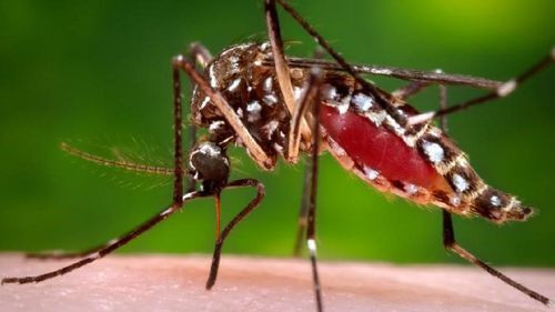 El Dengue puede aumentar en Bolivia, En el segundo semestre del año 2023