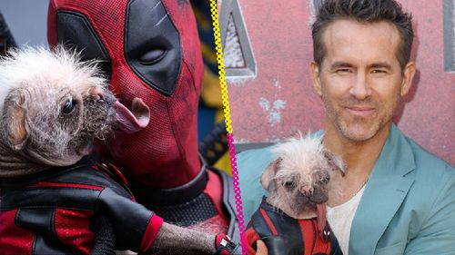  Peggy &quot;La perra más fea del Reino Unido&quot; es la estrella canina de &quot;Deadpool &amp; Wolverine&quot;