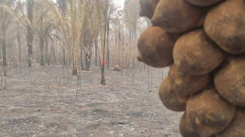 Fuego consume 37 hectáreas de cusi y deja a comunarios de palestina sin ingresos