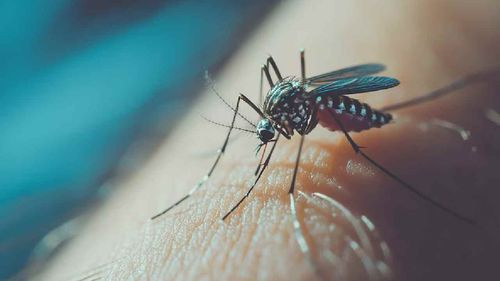 Alerta en EEUU por aumento de casos de dengue: más de 7,000 infecciones en 2024