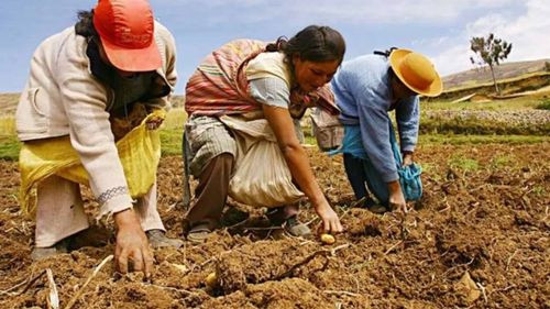 Crisis por falta de diésel afecta a Familias Agricultoras en río abajo