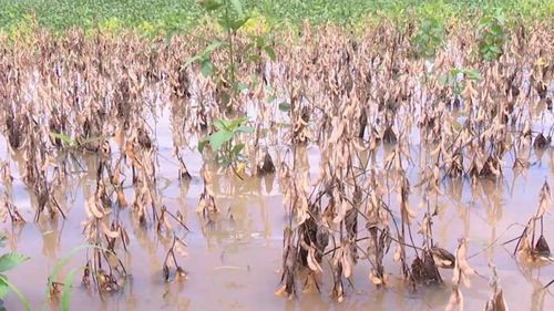 Miles de hectáreas de soya listas para cosechar están bajo el agua por la escasez de diésel