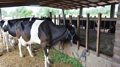 Productores de leche exigen incremento en el precio para evitar el cierre de granjas