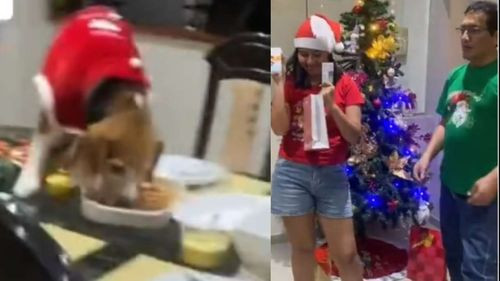 Travesura Navideña: Perrito se comió la cena mientras la familia abría Regalos