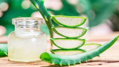 Aloe Vera: La planta milenaria que combate el acné, hidrata la piel y acelera la cicatrización