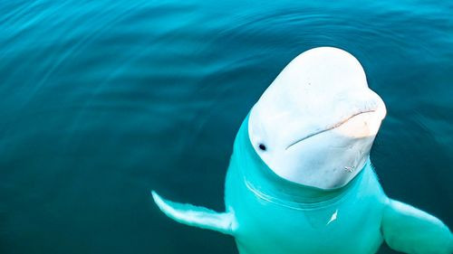 Hvaldimir, la beluga &quot;espía&quot;, es encontrada muerta en Noruega