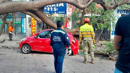 Caída de árbol en la zona del Palacio de Justicia por fuertes vientos deja solo daños materiales