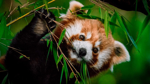 El panda rojo: última esperanza para una especie en peligro