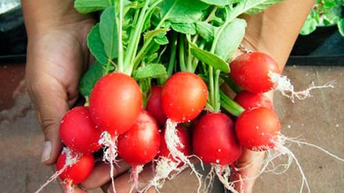 Produce Rabanito en Casa para una Rica Ensalada