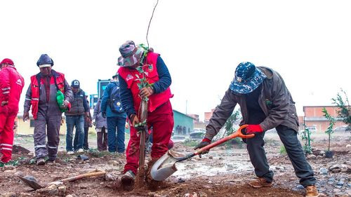 Siembra masiva de árboles para convertir el Distrito 1 en un pulmón verde