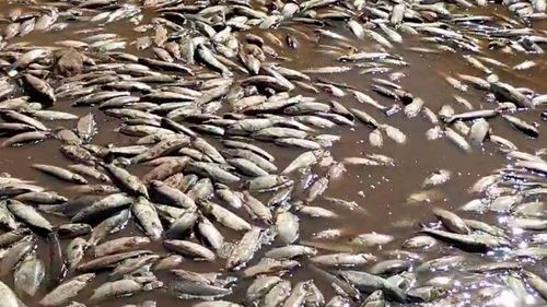 Tragedia en el Pilcomayo: miles de peces muertos por la &quot;borrachera del río&quot;