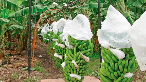 Plaga amenaza plantaciones de Banano en Cochabamba